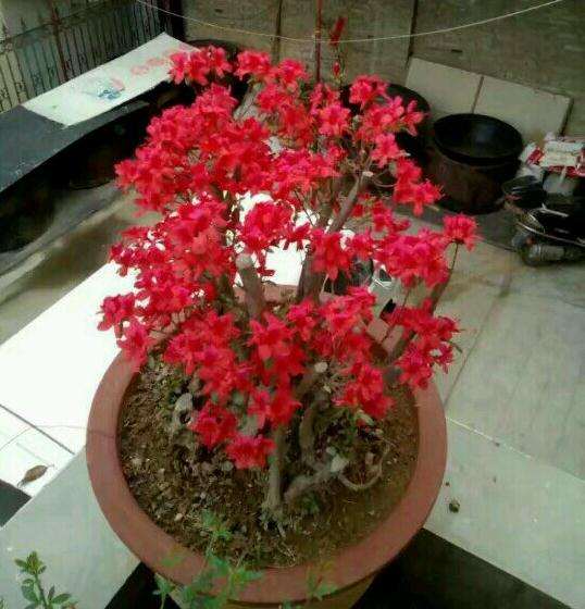 怎么区别映山红与杜鹃的方法