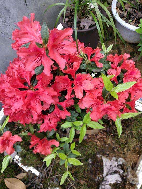 为什么映山红盆景先花后叶