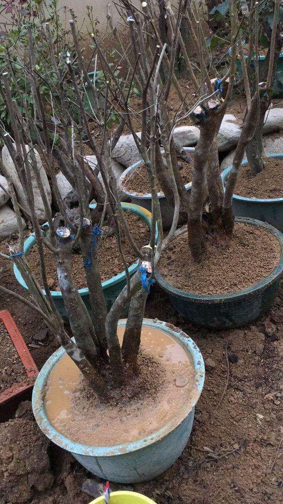 映山红盆景在冬天可以修剪枝条吗