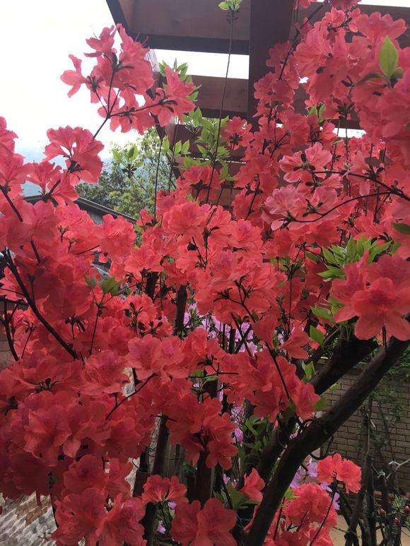 映山红盆景在冬天可以修剪枝条吗