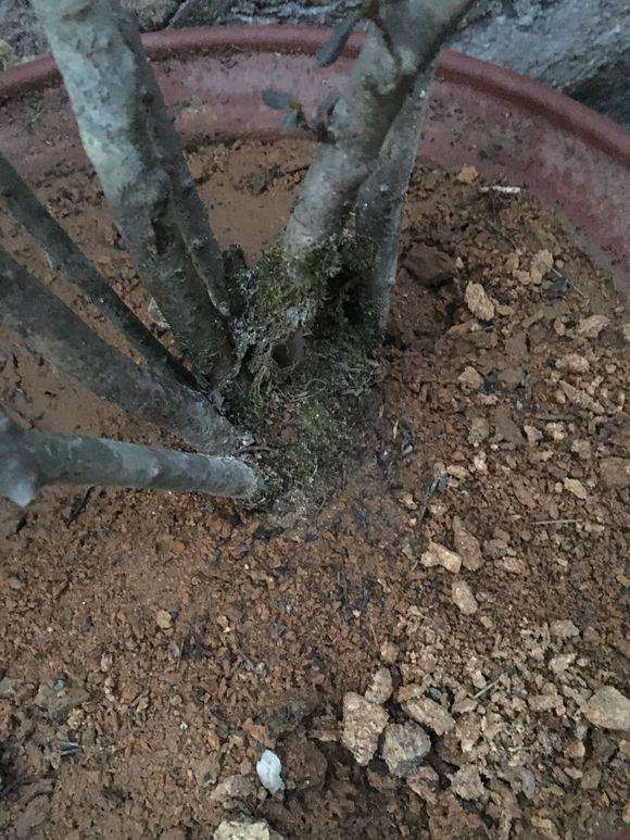 映山红盆景用什么土壤种植最好