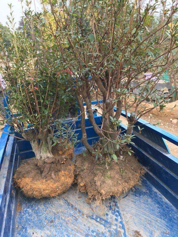 映山红盆景用什么土壤种植最好