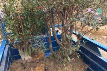 映山红盆景用什么土壤种植最好