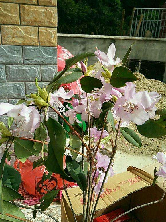 这是映山红盆景