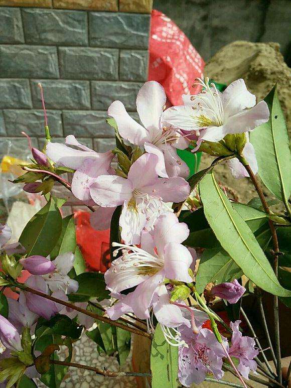 这是映山红盆景