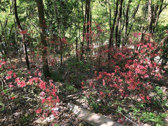 我们这里到处都是映山红下山桩