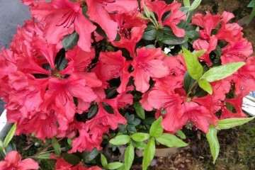 映山红盆景是不是就是杜鹃花