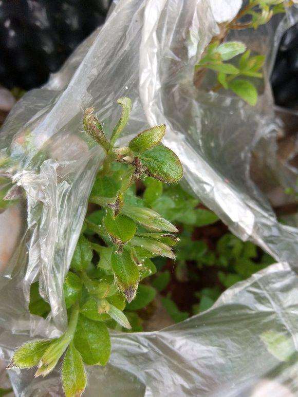 映山红盆景的嫩叶发黄是怎么了