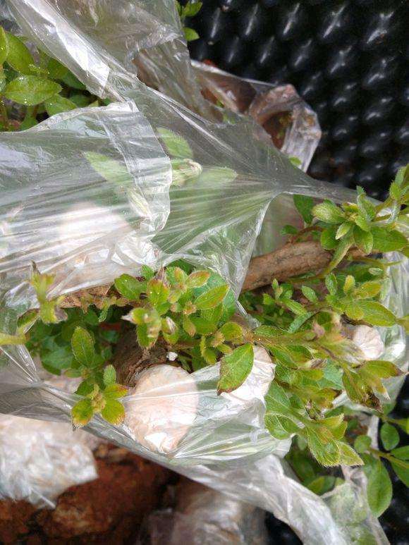 映山红盆景的嫩叶发黄是怎么了