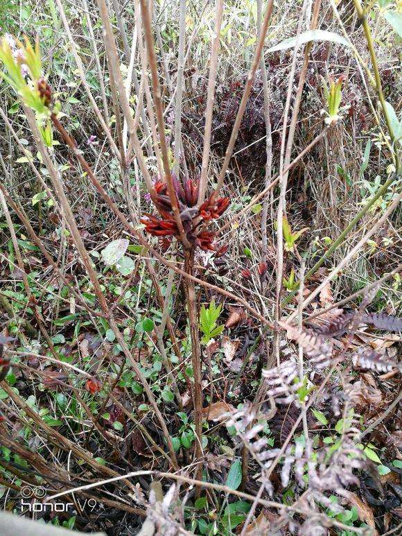 看看是黄色映山红下山桩吗