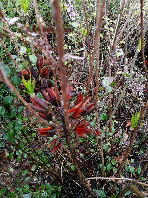 看看是黄色映山红下山桩吗