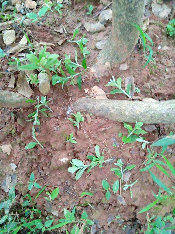 映山红盆景在第二年花后怎么修剪