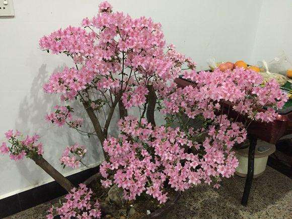 映山红盆景新发的叶子发黄