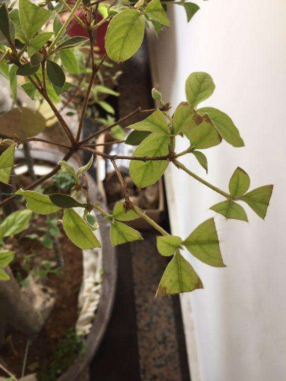 映山红盆景新发的叶子发黄