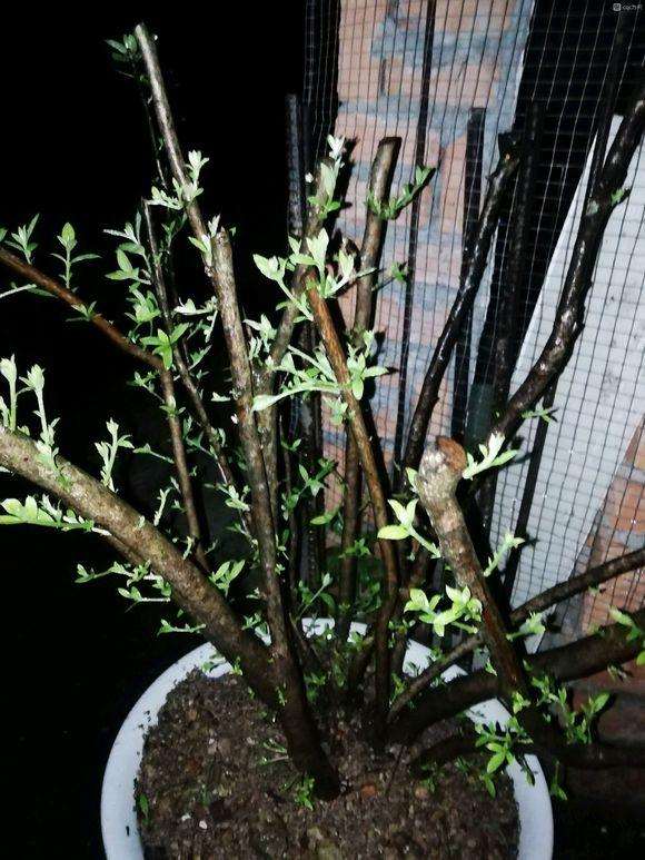 映山红下山桩没有发芽 是不是死了