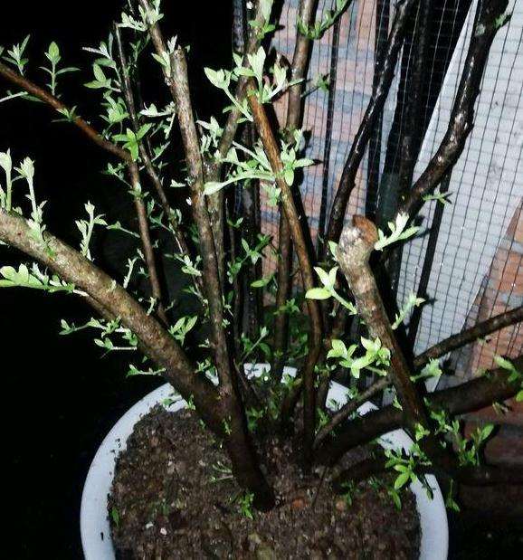 如何养护映山红下山桩成活率最高