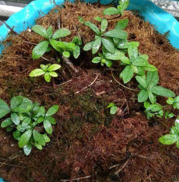 映山红下山桩既不死也不成活