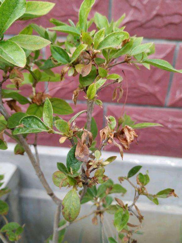 映山红下山桩三年地栽刚发芽