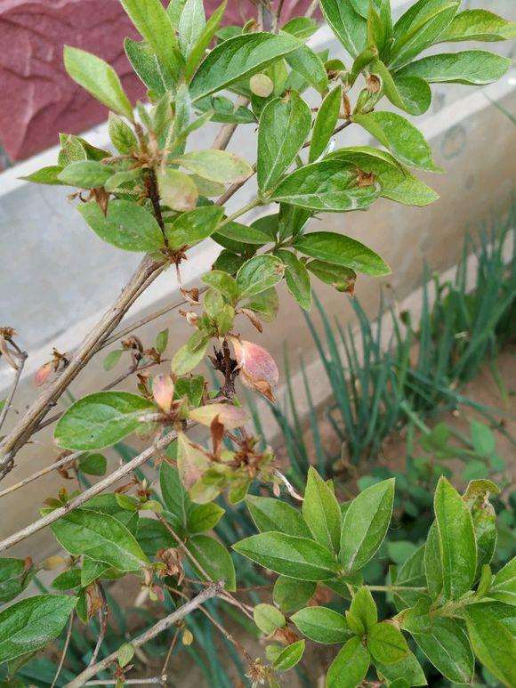 映山红下山桩三年地栽刚发芽