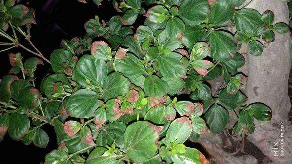 看看映山红下山桩的叶子为什么发黄