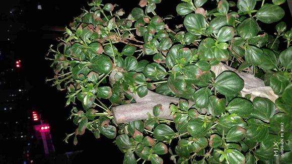 看看映山红下山桩的叶子为什么发黄