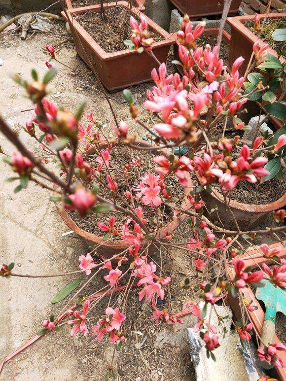 哪些北方的朋友养了映山红下山桩