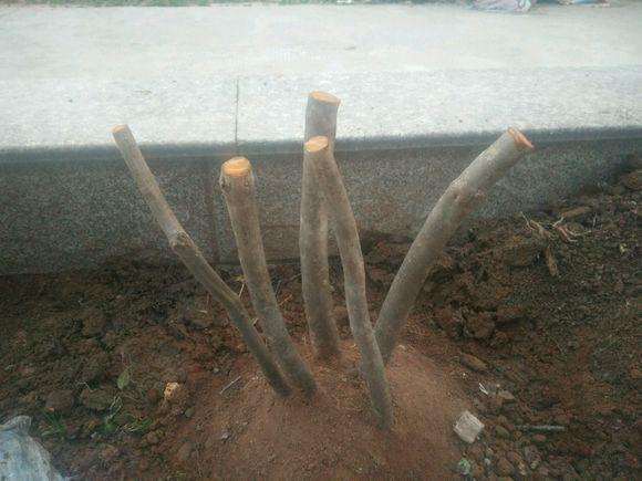 映山红下山桩都多久发芽