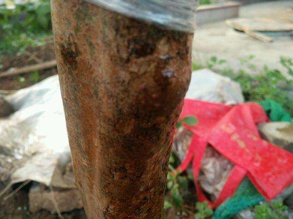 映山红下山桩都多久发芽