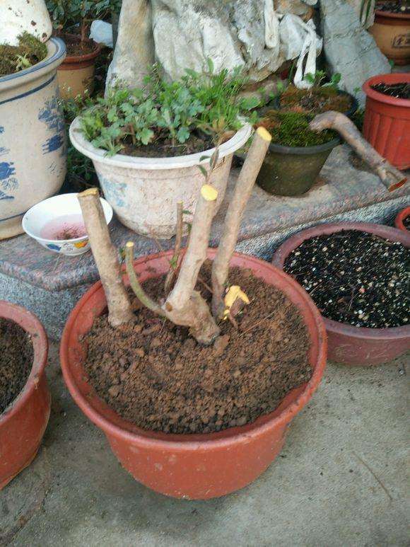 映山红下山桩都多久发芽