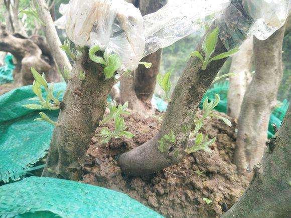 映山红下山桩都多久发芽