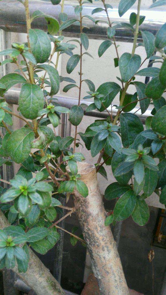 映山红下山桩都多久发芽