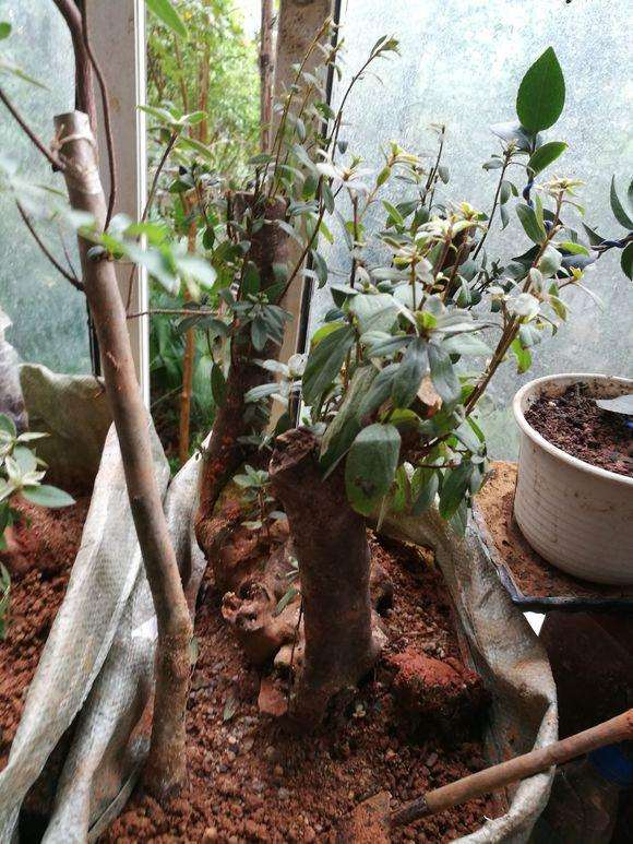 映山红下山桩用鹿沼土怎么样