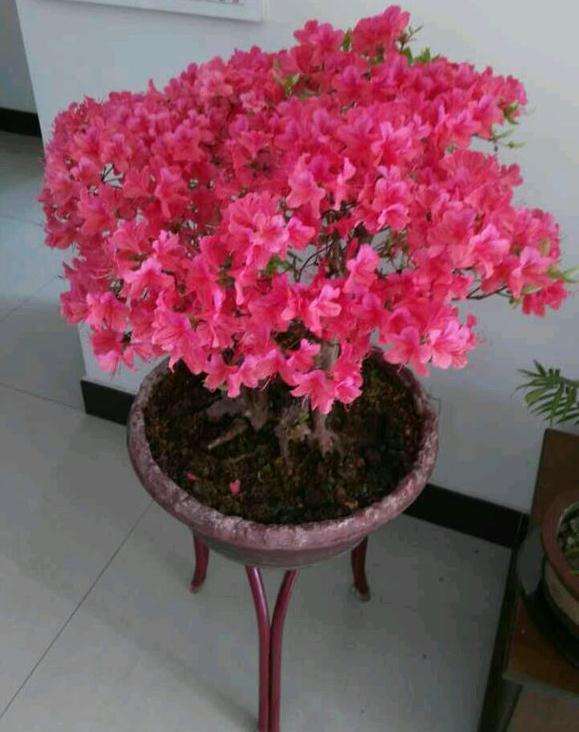 为什么映山红树桩下山桩用纯沙种最好