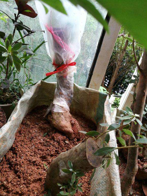 为什么映山红树桩下山桩用纯沙种最好