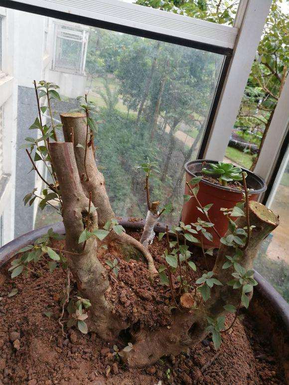 为什么映山红树桩下山桩用纯沙种最好