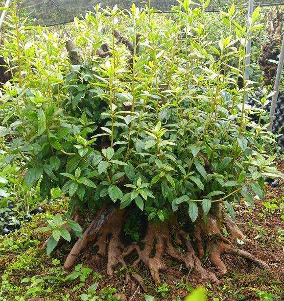 映山红下山桩用黄土种植怎么样