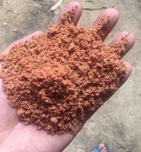 映山红下山桩用黄土种植怎么样