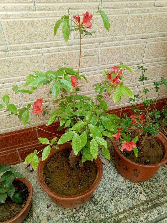 北方可以养护映山红下山桩吗