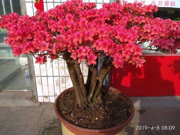 北方可以养护映山红下山桩吗