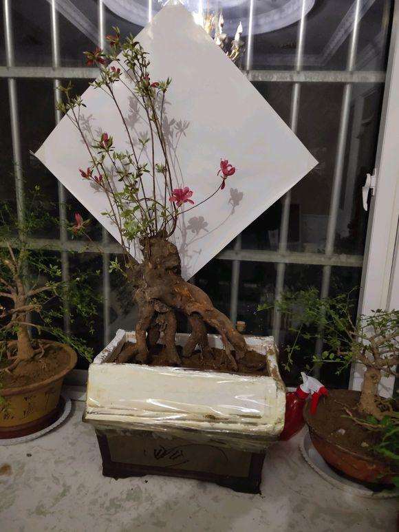 买了2棵映山红下山桩 可以成活吗