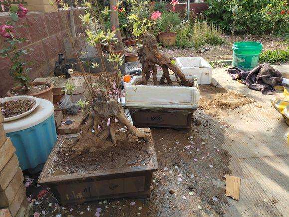 买了2棵映山红下山桩 可以成活吗