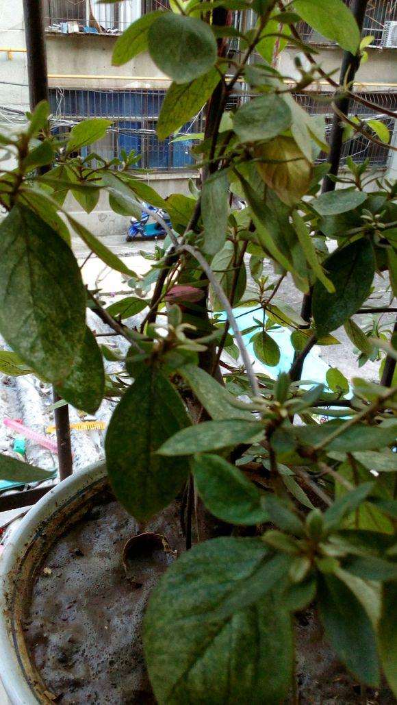 映山红下山桩的叶子怎么发黄