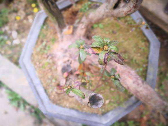 映山红下山桩是喜阴