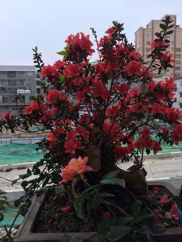 映山红下山桩是喜阴