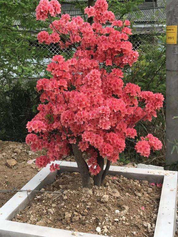 今年的映山红盆景已经大量的开花啦