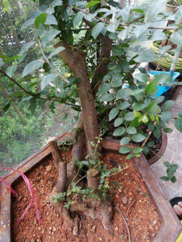 怎么养护映山红下山桩的方法