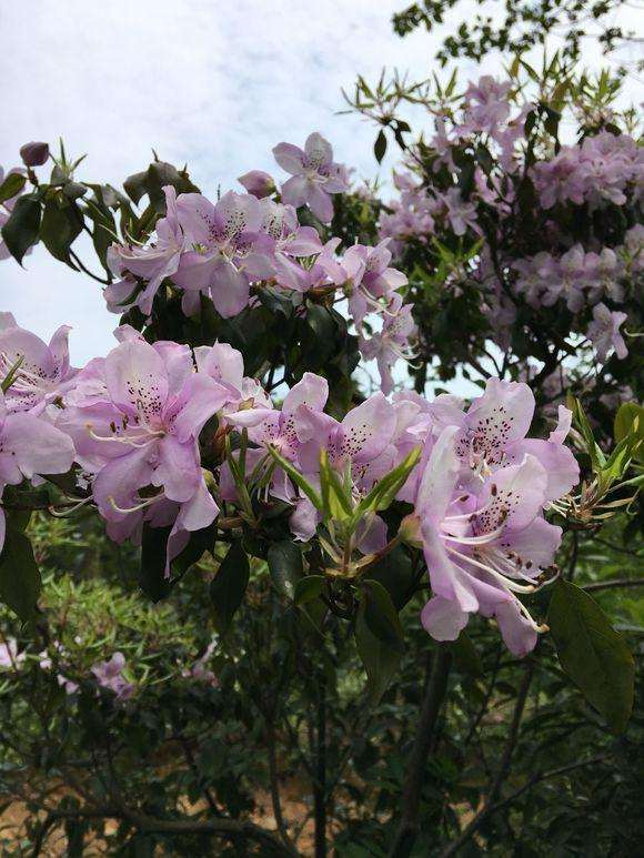白色花映山红下山桩和紫色花映山红价格高吗