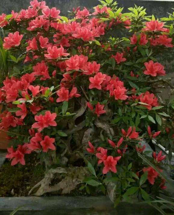 白色花映山红下山桩和紫色花映山红价格高吗