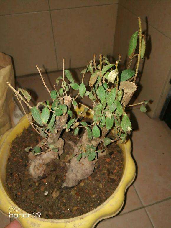 映山红下山桩的叶子发黄枯萎怎么办