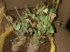 映山红下山桩的叶子发黄枯萎怎么办